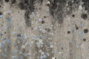 Leak detection Los Angeles found mold growth from basement leak