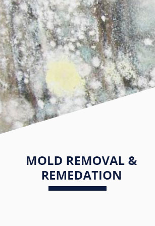 Mold Removal and remedation