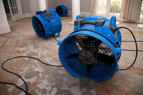 Understanding Mold Remediation