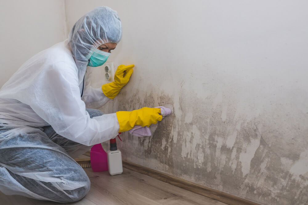 Mold Facts & Helpful Information To Keep Your Home Safe