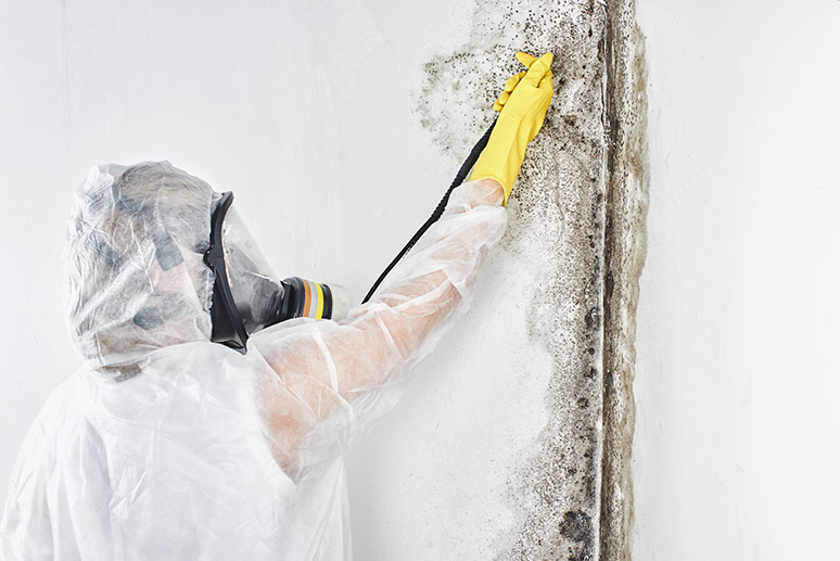 Mold Experts Removing Black Mold In LA Home