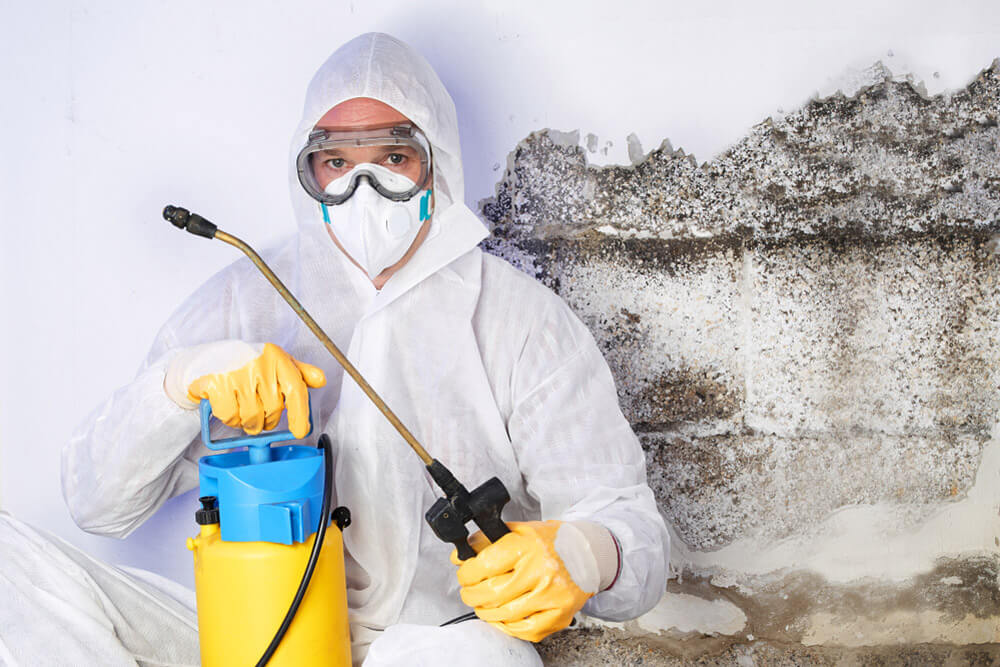 Best Mold Removal And Remediation Company In Los Angeles