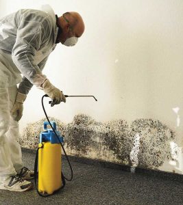 Mold Removal Remediation