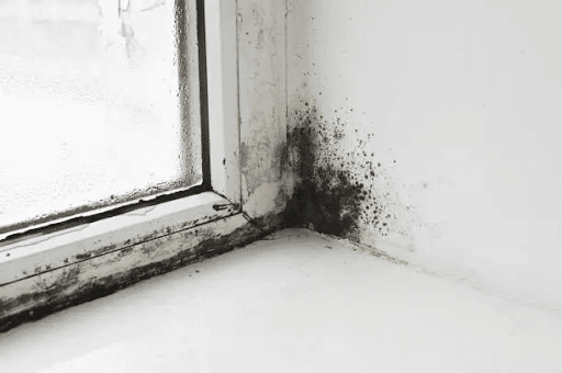 Tips From a Mold Removal Expert: How to Get Rid of Black Mold