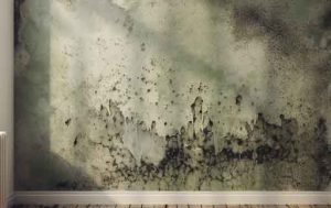 Black mold on a wall