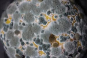 How Long Does it Take for Mold to Grow?