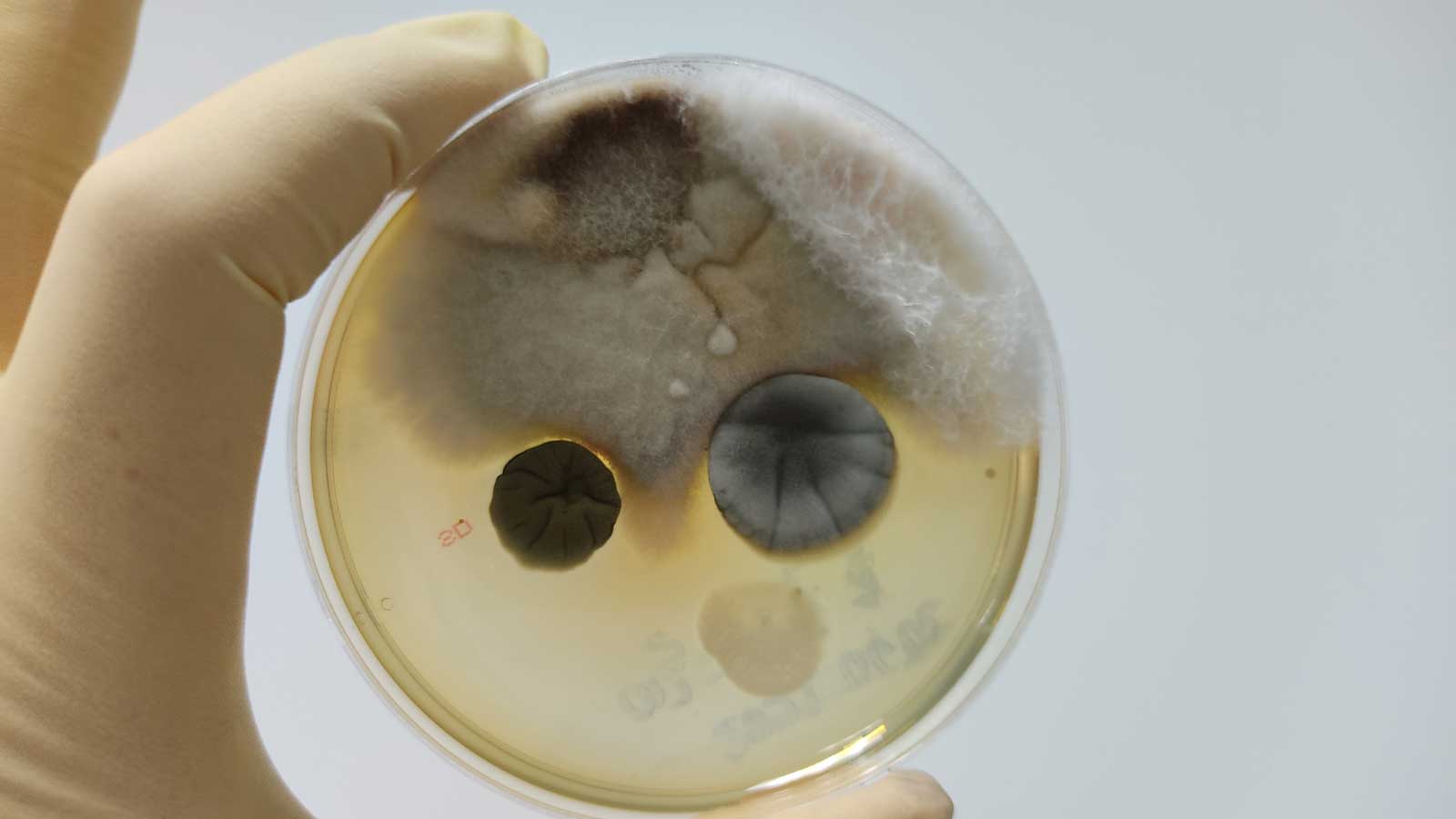 mold test results from a mold testing company