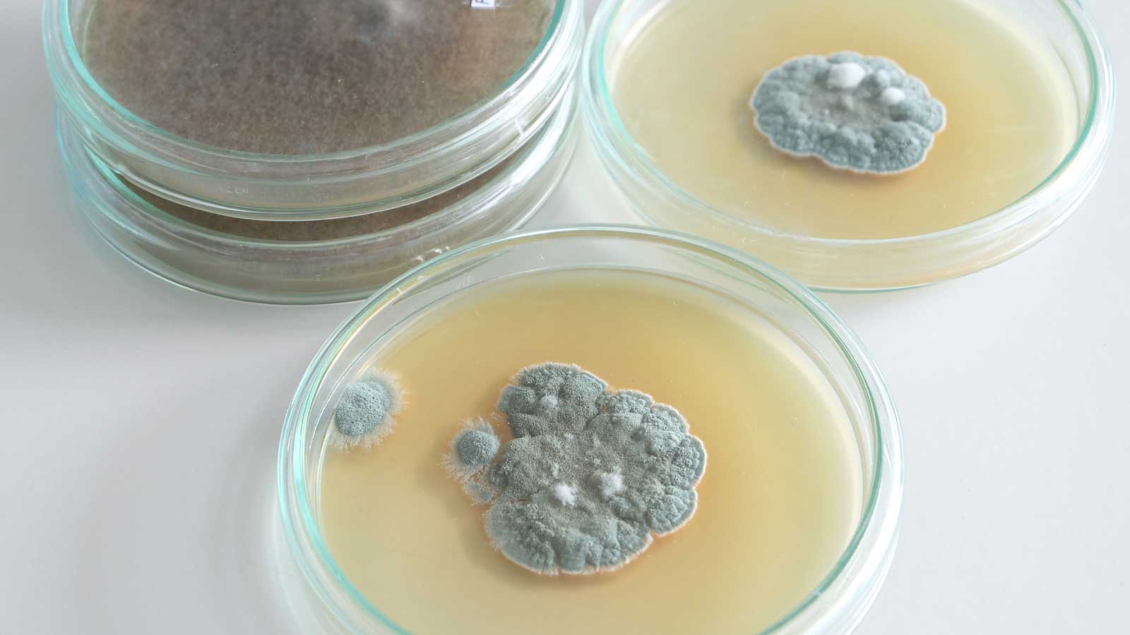 what is mold testing and how is it done