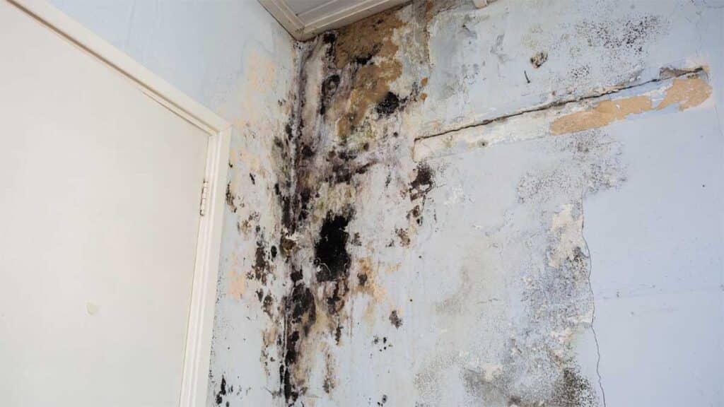 A severely mold-infested wall with black and brown patches, next to a white door