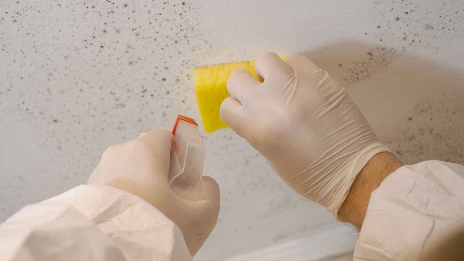 A professional cleans mold from a wall using a sponge.