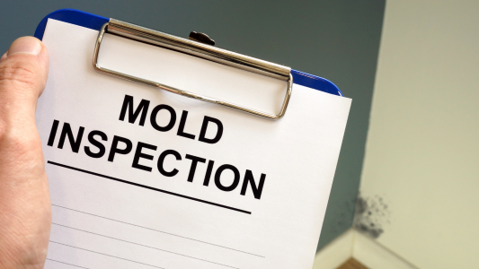 A clipboard labeled _Mold Inspection_ with visible mold on a wall nearby