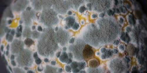 How Long Does it Take for Mold to Grow?