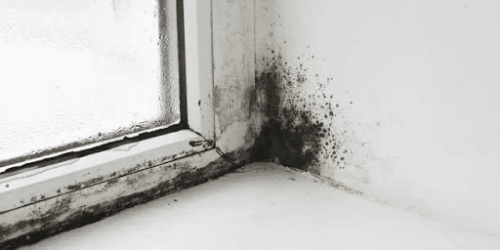 Tips From a Mold Removal Expert: How to Get Rid of Black Mold