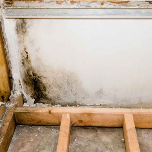 Severe mold growth on a damaged interior wall.