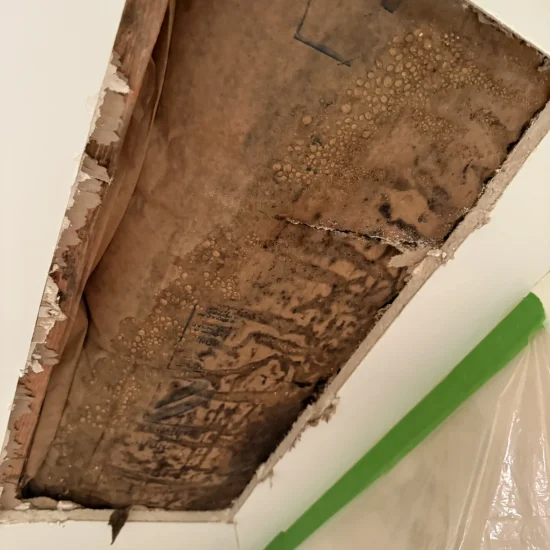 Severe mold contamination discovered in Marina Del Rey apartment ceiling requiring professional remediation